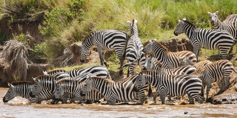 Densey Tours and Travel Company in Kenya - Maasai Mara Tour
